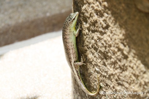 Skink