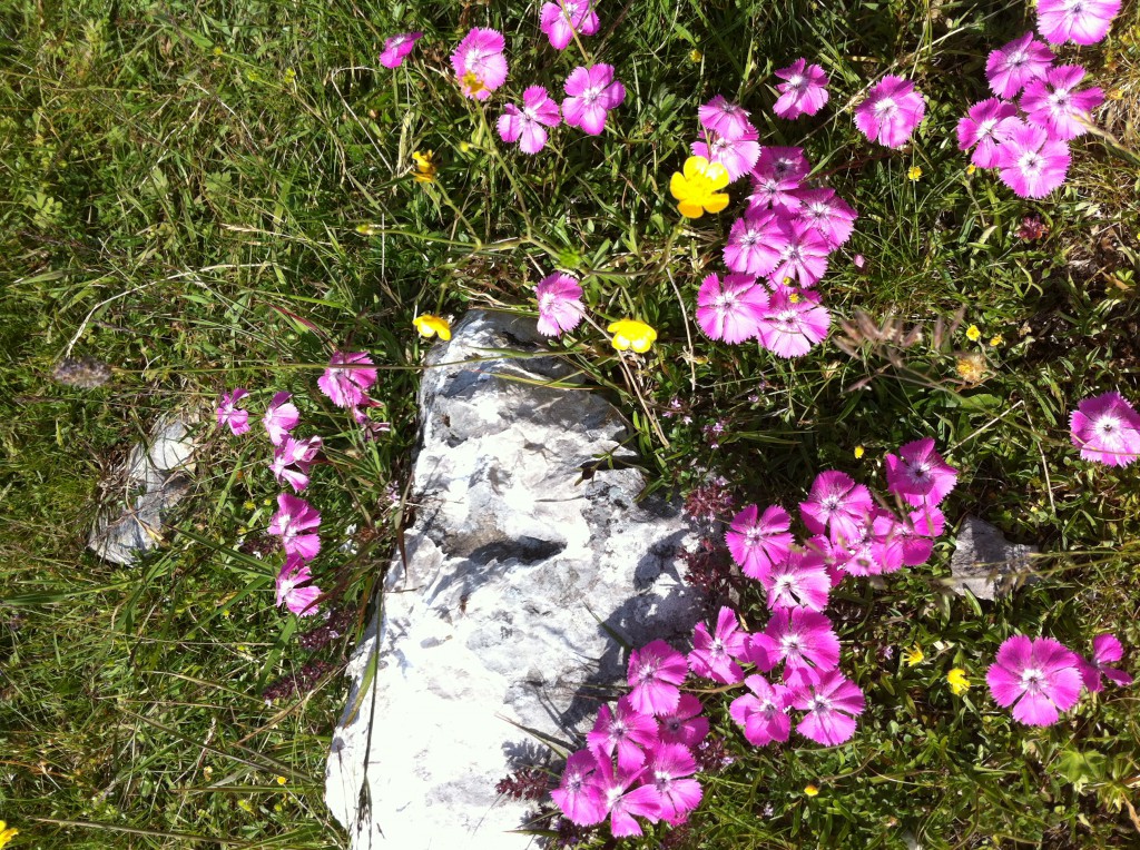 herrliche Alpennelken überall am Wegesrand