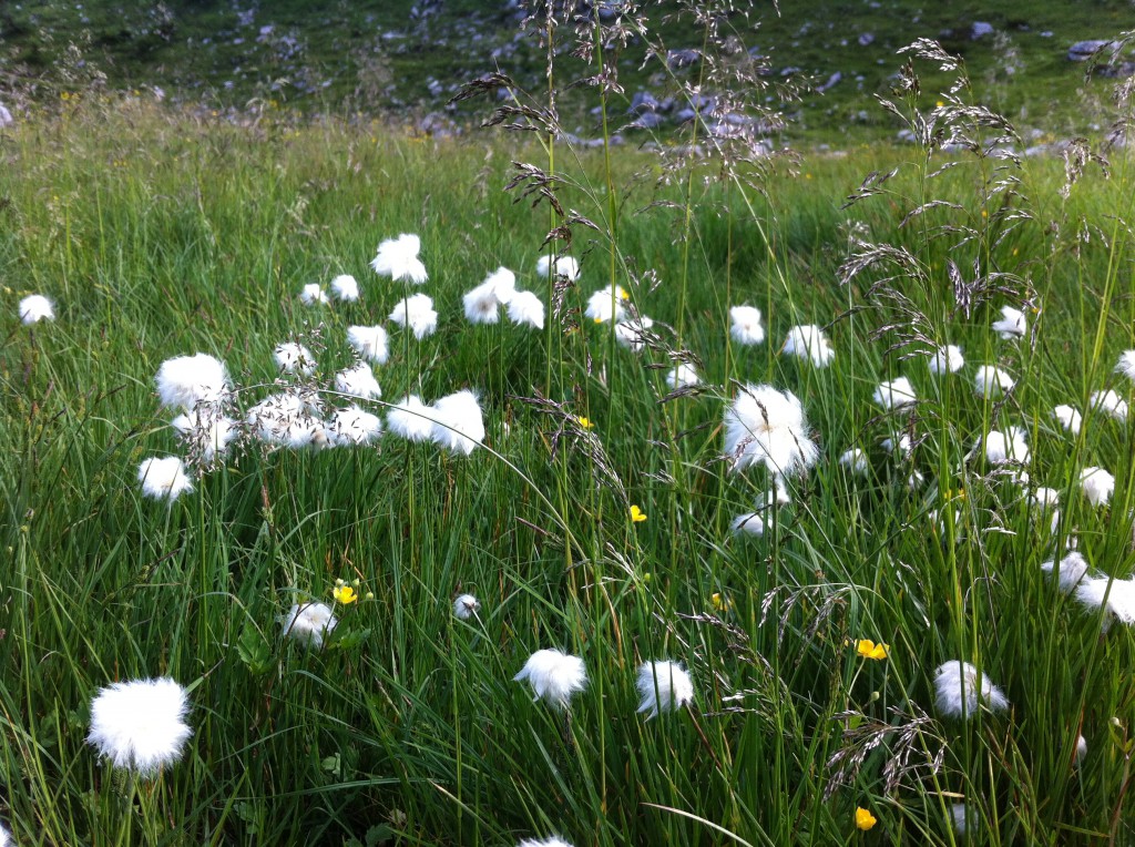 Ach ja, das Animagi-Wollgras fanden wir dort oben auch ;-)